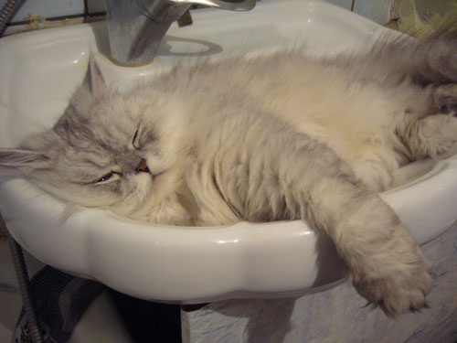 [url=http://www.yapfiles.ru/show/924192/P1040171yap.jpg.html][img]http://www.yapfiles.ru/files/92419