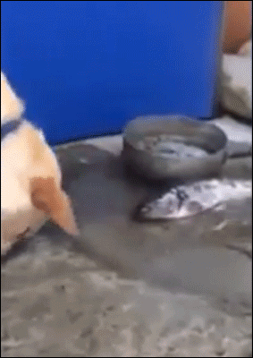 tumblr_na8zb8u3L01s02vreo1_400