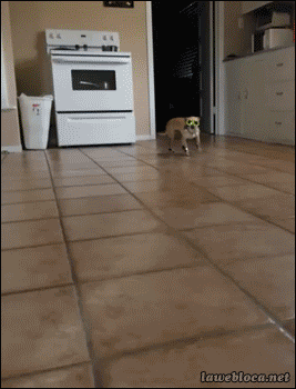 tumblr_n00l1hZ8EZ1s02vreo1_400