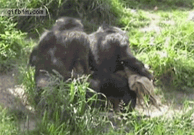 1300813377_chimps-synchronized-walking