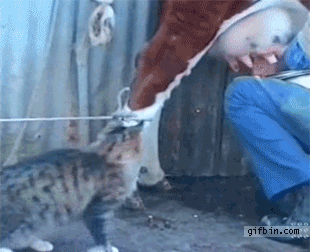 1301593528_cat-drinks-milk-from-cow