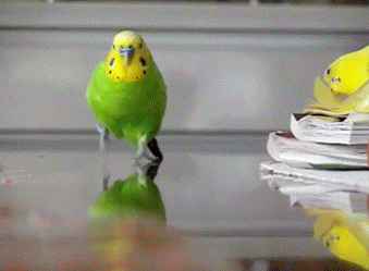 gifs_16
