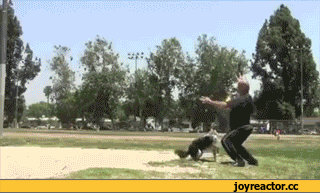 D181D0BED0B1D0B0D0BAD0B5D0BDD0B6D0B8D0B2D0BDD0BED181D182D18CD0B3D0B8D184D0BAD0B01497805