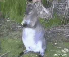 hotgifs2421