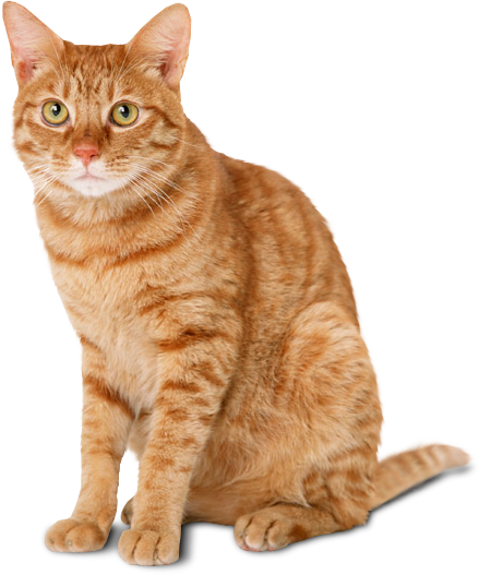 cat png