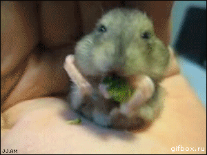 22f49d6f221d2a70e6f00af2e26889d7