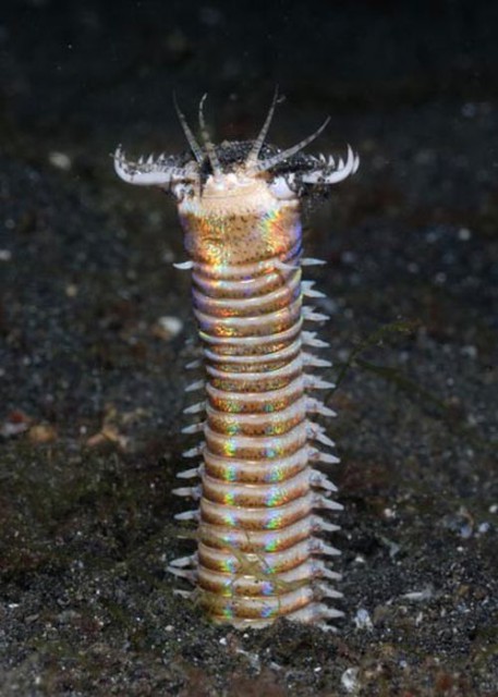 bobbit_worm_01