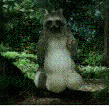 1341091265_tanuki-gif