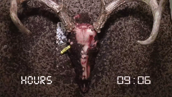 SpecificJoyfulDunnart