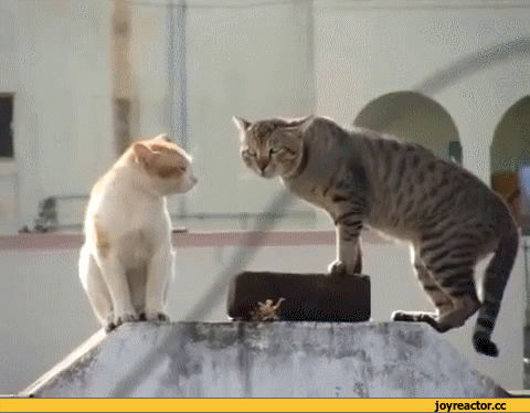 D0B3D0B8D184D0BAD0B8D0BAD0BED182D18DD0B6D0B8D0B2D0BDD0BED181D182D18C1107362