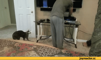 D0B3D0B8D184D0BAD0B8D0BAD0BED182D0B5D0B9D0BAD0B0D0B6D0B8D0B2D0BDD0BED181D182D18CD0B3D0BED0BBD0BED0B4