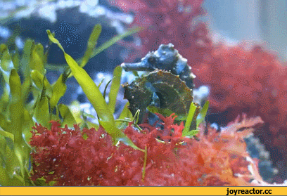 D0BCD0BED180D181D0BAD0BED0B9D0BAD0BED0BDD0B5D0BAD0B6D0B8D0B2D0BDD0BED181D182D18CD0B3D0B8D184D0BAD0B8