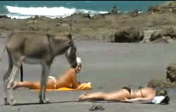 306a80def3_77.88.21.61_2072