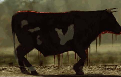 Под куполом. Корова пополам