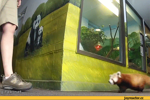 D0B3D0B8D184D0BAD0B8D0BAD180D0B0D181D0BDD0B0D18FD0BFD0B0D0BDD0B4D0B0D0B6D0B8D0B2D0BDD0BED181D182D18C