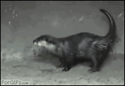 Animals_11