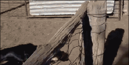 -собака-живность-пастух-1588676