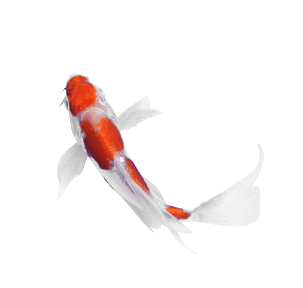 rybka