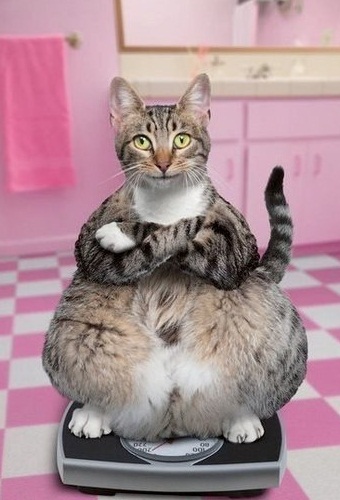 Кот на весах