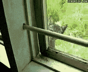 cats_06