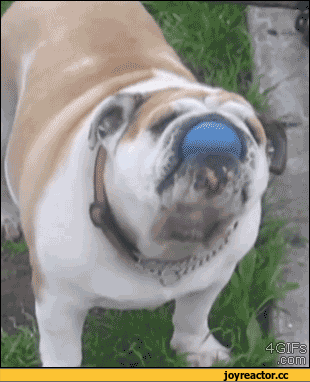 D0B3D0B8D184D0BAD0B8D0B1D183D0BBD18CD0B4D0BED0B31618028