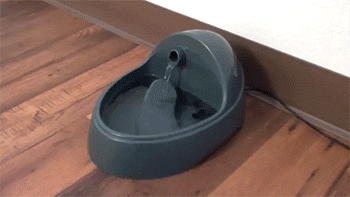 2гифки-котэ-живность-логика-1619034