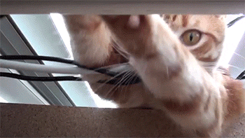 4гифки-котэ-живность-логика-1619036