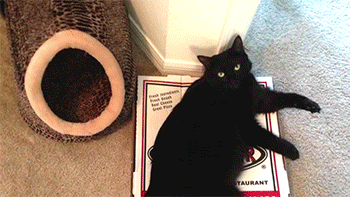 6гифки-котэ-живность-логика-1619038