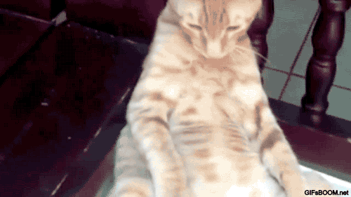 tumblr_ndvn7lgL6h1s02vreo4_500