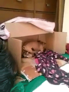 собачки чпокаются