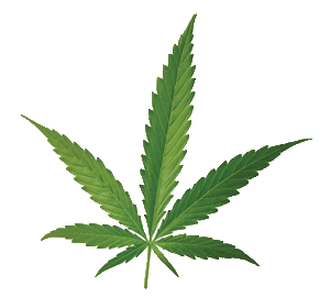 cannabis