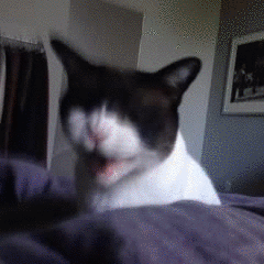 gifs_03