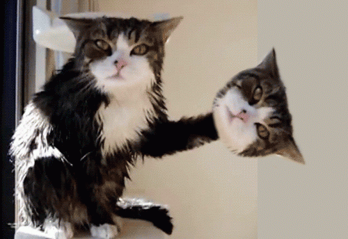 tumblr_lo51co5LVa1qbqt8go1_500