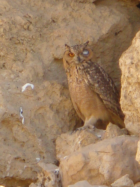 1 bubo (10) hadaba