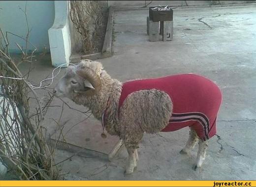 baanzhivonoeboapeonia338940