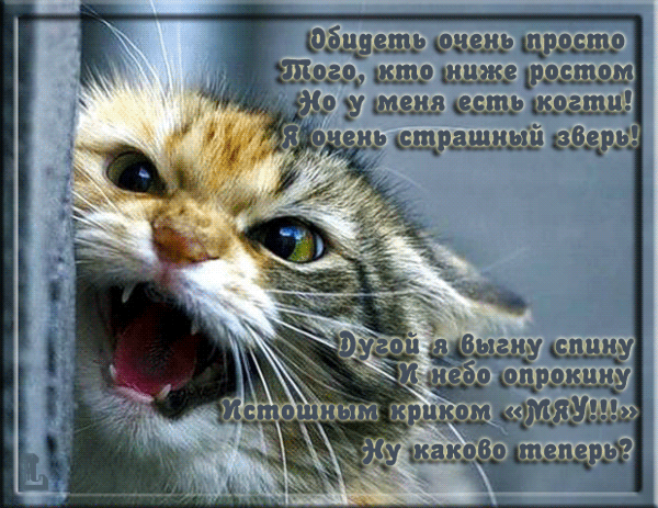 обиженный котик