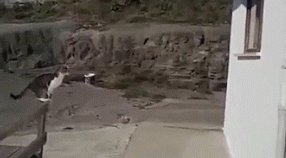 tumblr_n87i0vwHrK1rbg8gjo1_500