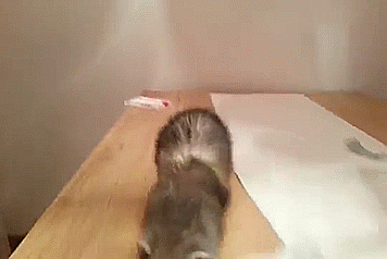 1416215380_1529477646