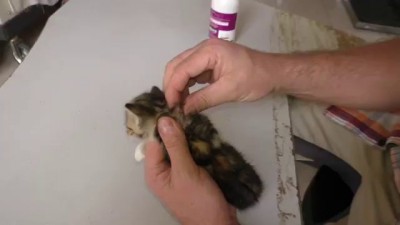 Cats are not made for Mangoworms...