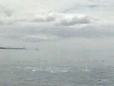 обед у птиц