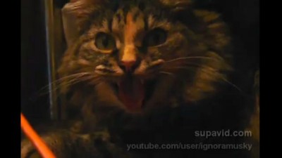 Жарко стало котику