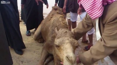 Спасли верблюда 2