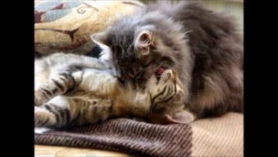 Котейки развлекаются...