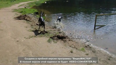 Ксолоитцкуинтли