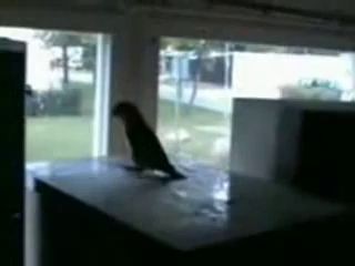 Харткор и Попугай