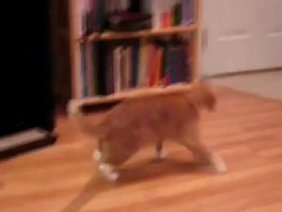 Cats Scared Compilation 2012 / Подборка кошачьих испугов 2012