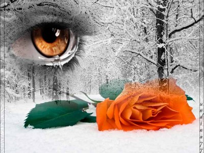 Розы на снегу