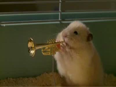 Хомячий оркестр