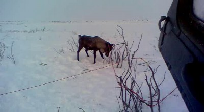 Олень запутавшийся в телеметрии
