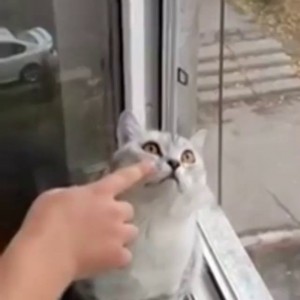 поломанный кот